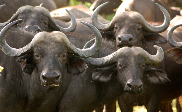 United We Stand – Divided We Fall – Water Buffalo
